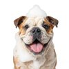 Cosmos Pet Conditioner Kiwi Cocoa Butter Dog Cat Shampoo-4