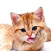 Keiandel Cat Conditioner Deep Hydration Unscented Sensitive-6