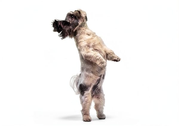 Senproco Pet Shampoo Concentrate Shedding Control Omega-5