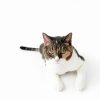Earthbath Green Tea Cat Shampoo Gentle No Rinse Formula-4