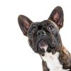 Hempz Petz Dog Shampoo Deodorizing Herbal Coat Care-2