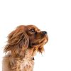 Davis Cat Shampoo Gentle Oatmeal Formula Pet Supplies-3