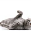 Mighty Meow Cat Shampoo Hypoallergenic Sulfate Free-5