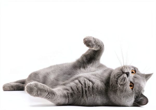 Mighty Meow Cat Shampoo Hypoallergenic Sulfate Free-5