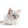 Chris Christensen Cat Shampoo Clarifying Pro Vitamin Formula-4