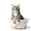 Bio PetActive Cat Shampoo Aloe Vera Sensitive Skin-1