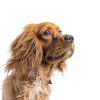 Davis Colloidal Oatmeal Pet Shampoo Soothes Sensitive Skin-3