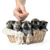 iPettie Pet Shampoo Natural 3-in-1 Formula for Cats Dogs-4