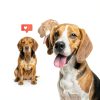 Cosmos Pet Conditioner Kiwi Cocoa Butter Dog Cat Shampoo-6