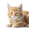 Pets People Tearless Kitten Shampoo Natural Origin Cat-6