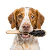 Cosmos Pet Conditioner Kiwi Cocoa Butter Dog Cat Shampoo-5