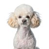 iPettie Pet Shampoo Natural 3-in-1 Formula for Cats Dogs-5