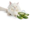 Bio PetActive Cat Shampoo Aloe Vera Sensitive Skin-3