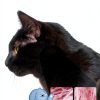 Keiandel Cat Conditioner Deep Hydration Unscented Sensitive-3